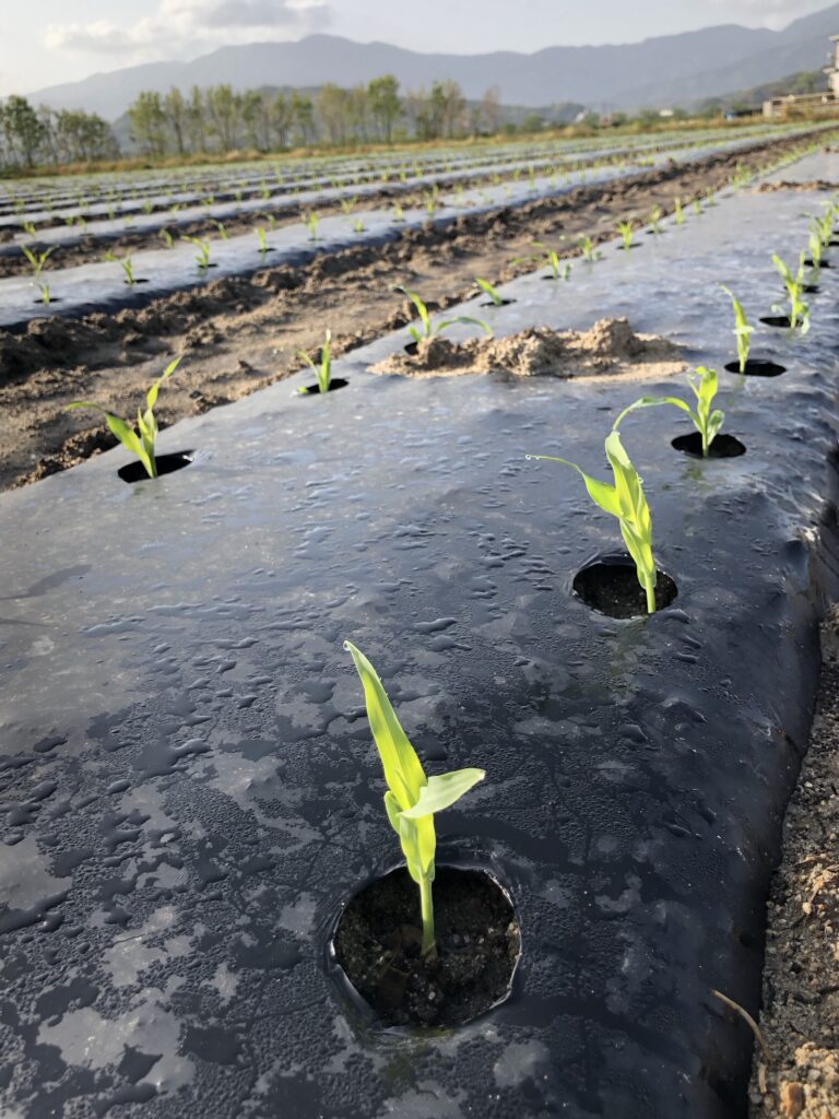 とうもろこし定植中