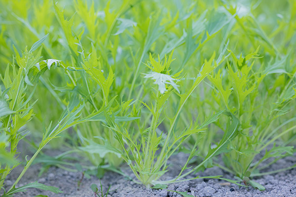 土にこだわりあり